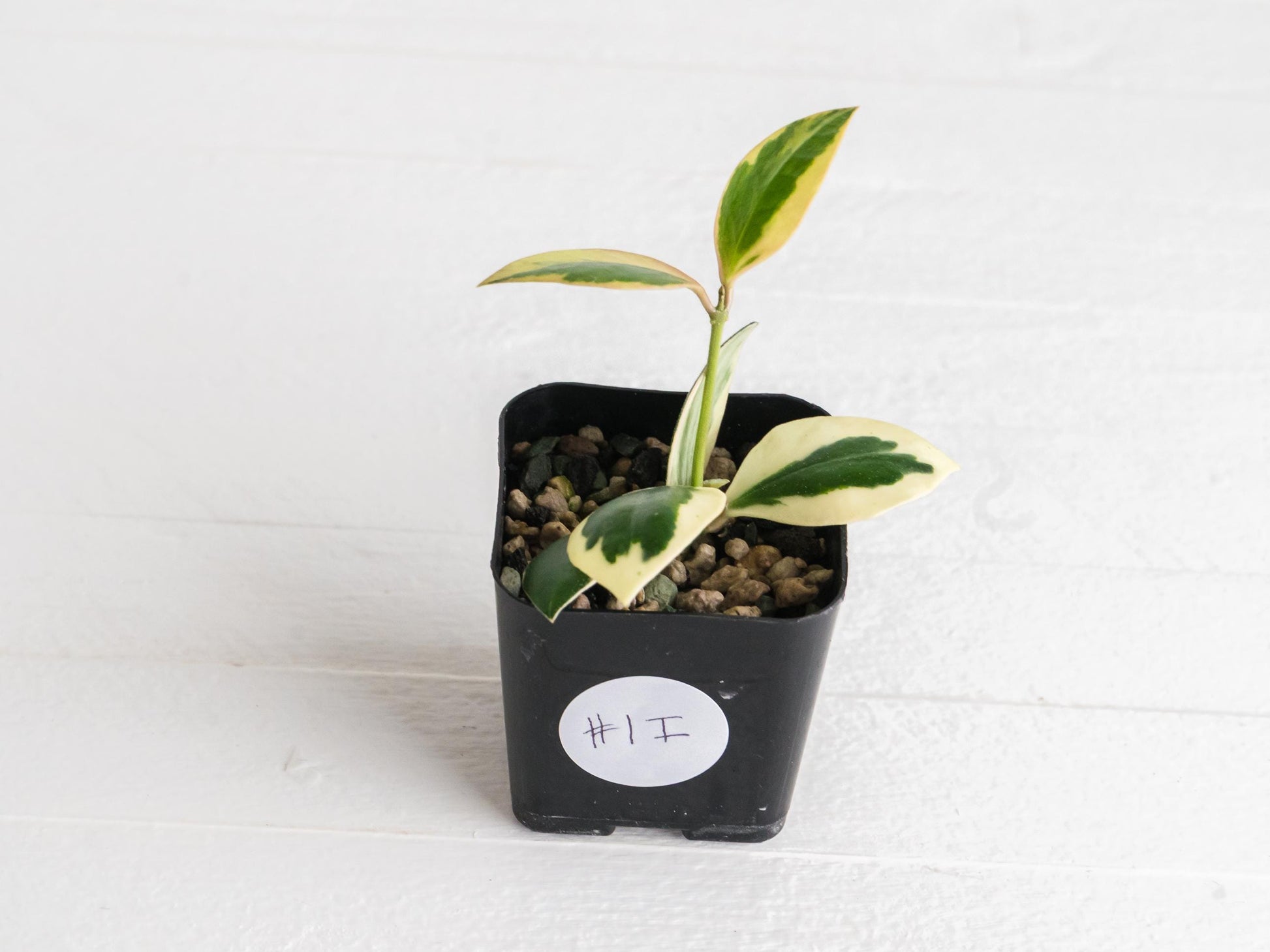 Hoya incurvula (Albomarginata / Outer Variegated) aka Hoya palta | 2-Inch