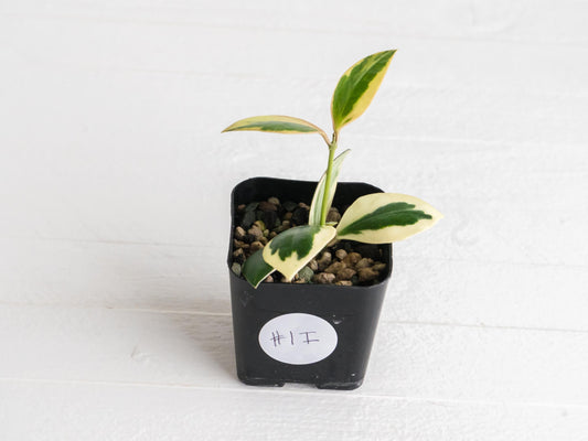 Hoya incurvula (Albomarginata / Outer Variegated) aka Hoya palta | 2-Inch