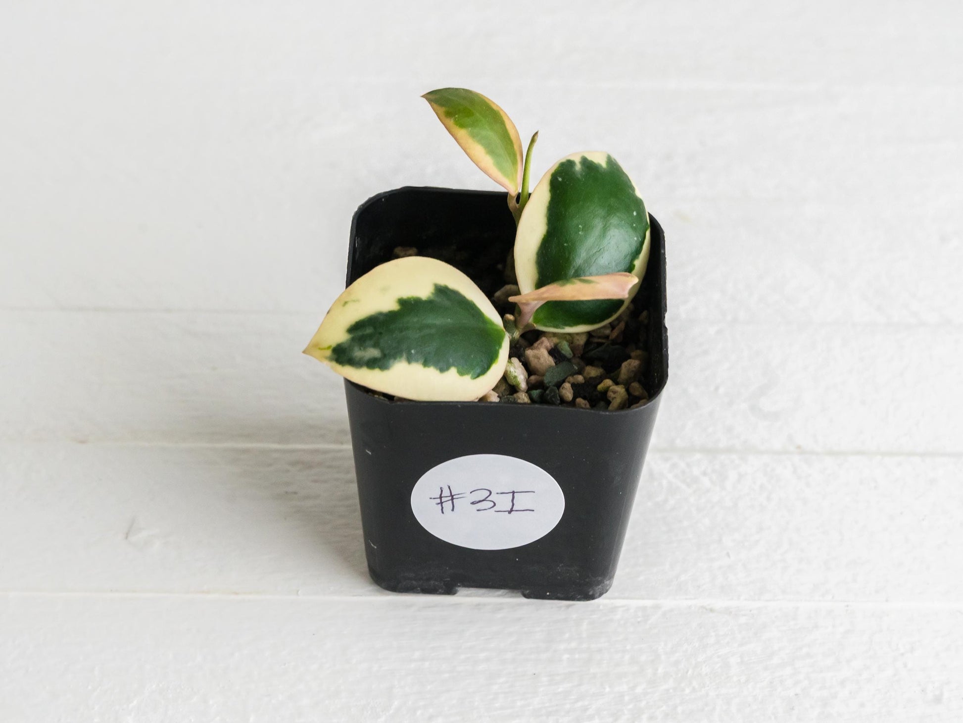 Hoya incurvula (Albomarginata / Outer Variegated) aka Hoya palta | 2-Inch