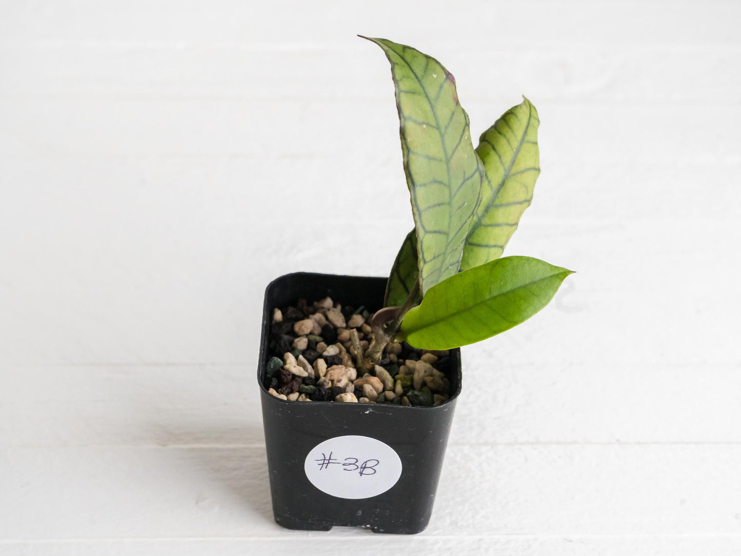 Hoya erythrostemma (Silver) | 2-Inch