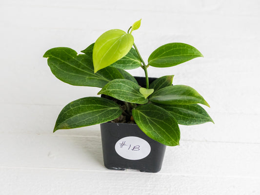 Hoya fitchii (Orange Flower) | 2-Inch