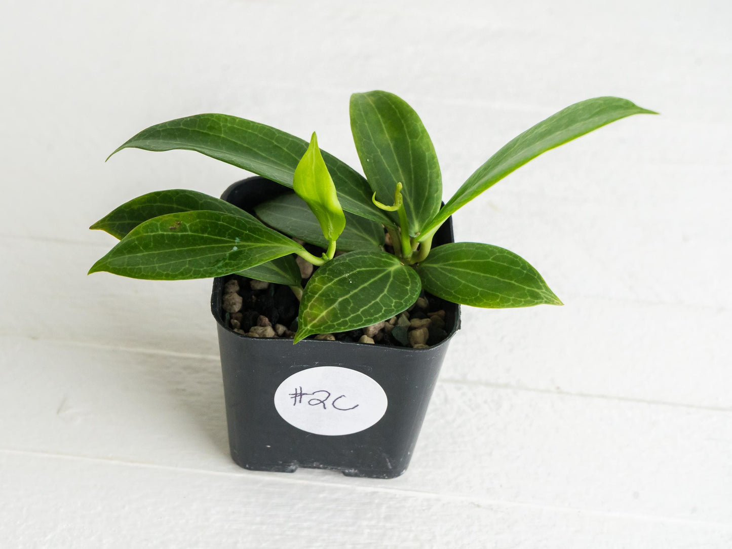 Hoya fitchii (Orange Flower) | 2-Inch