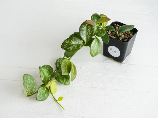 Hoya collina (IR-26) | 2-Inch