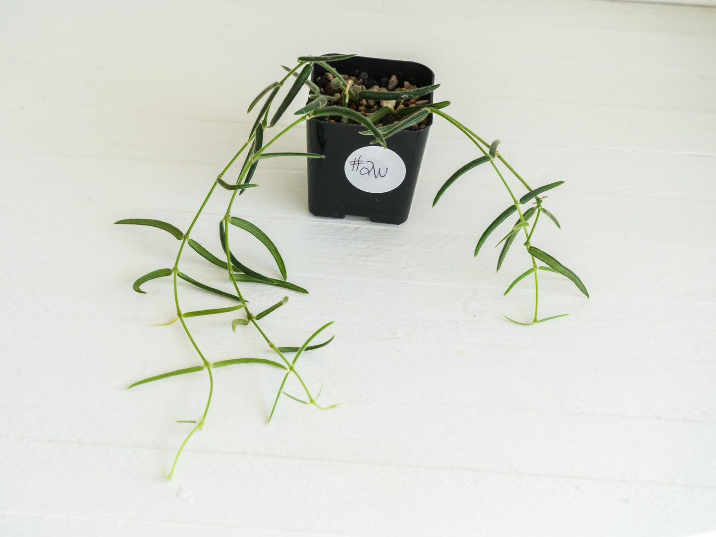 Hoya linearis | 2-Inch