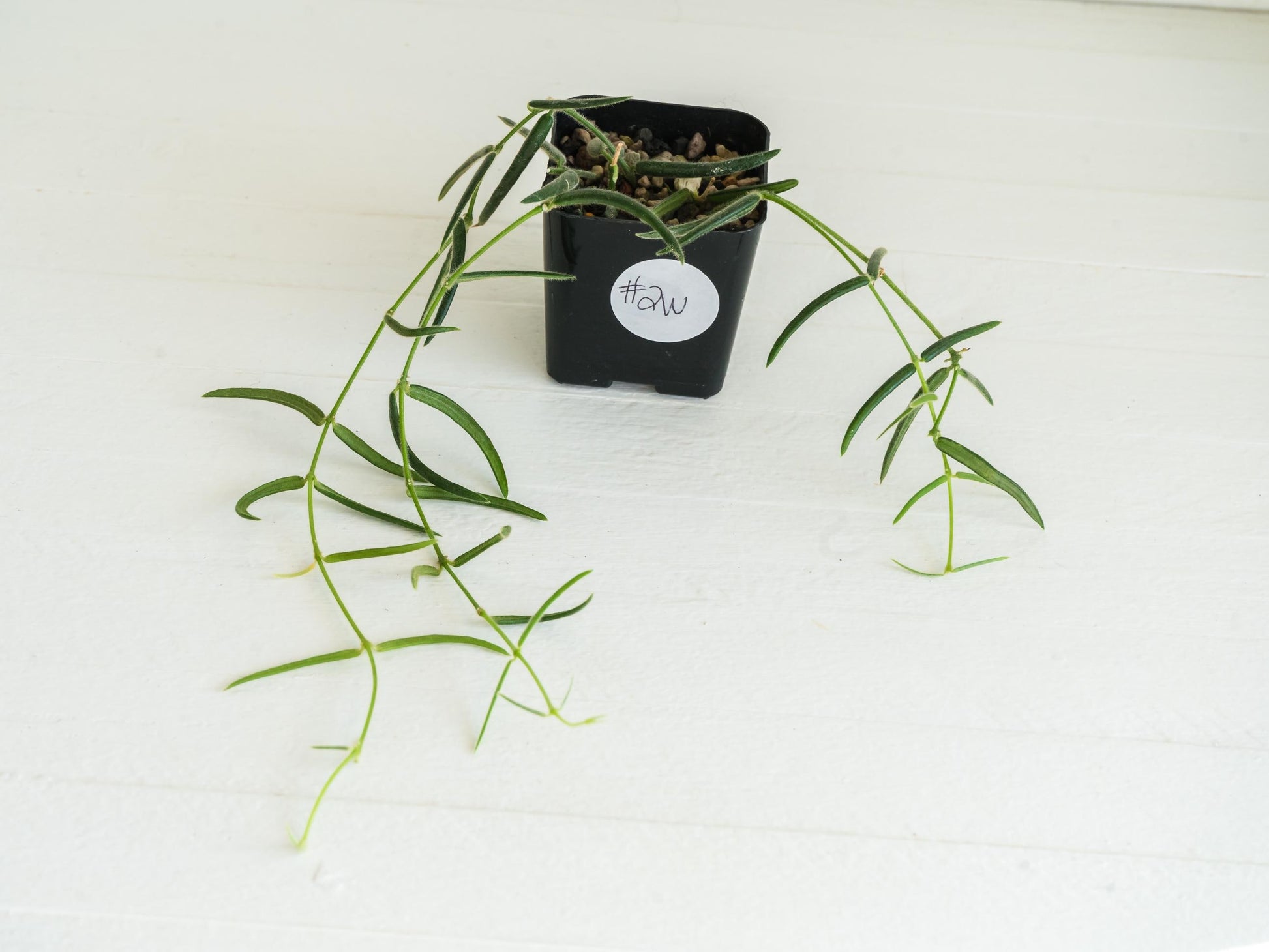 Hoya linearis | 2-Inch