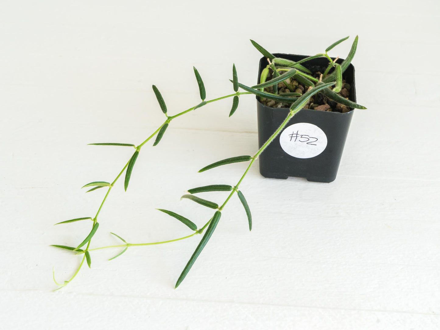 Hoya linearis | 2-Inch