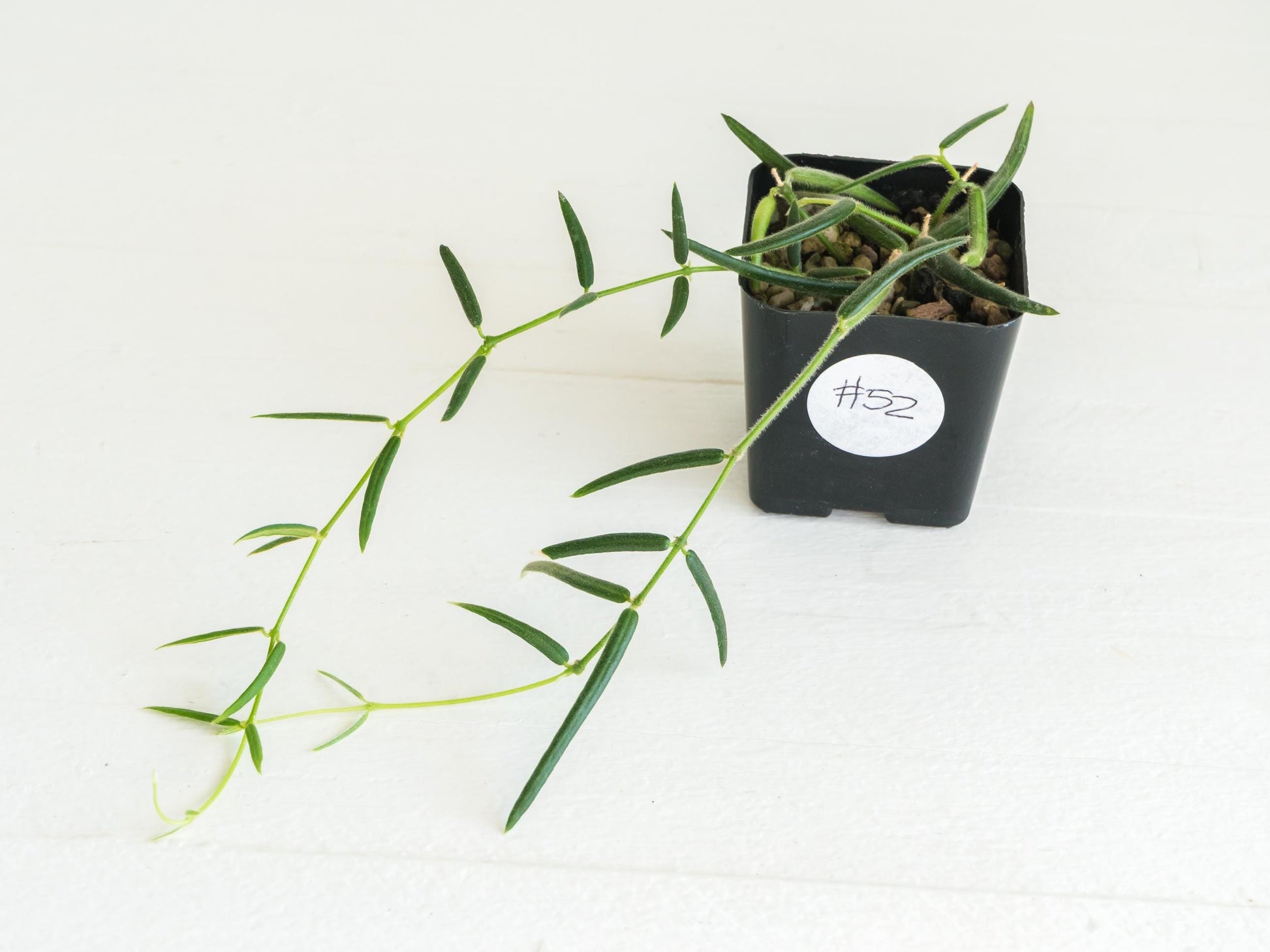 Hoya linearis | 2-Inch