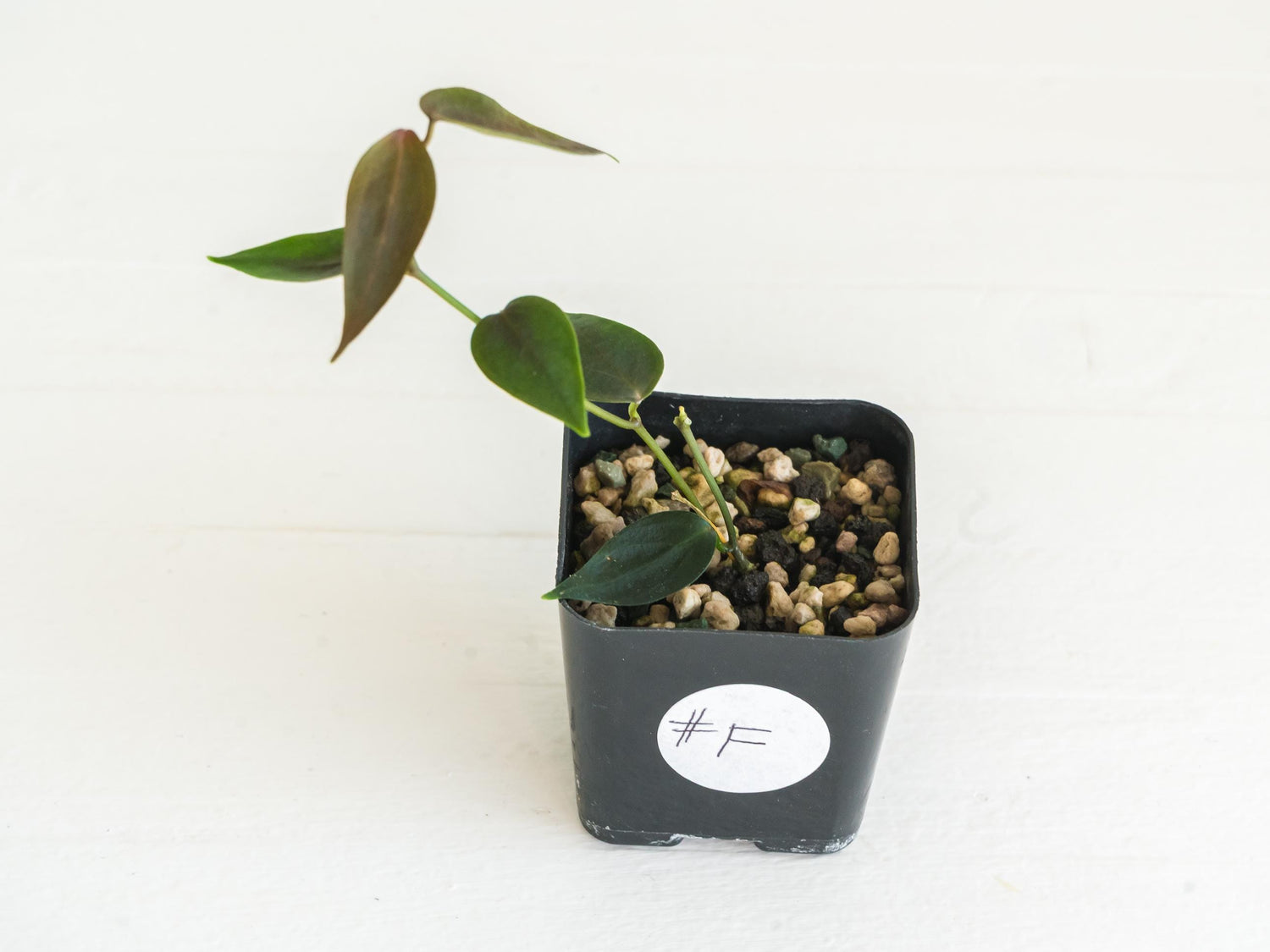 Hoya carrii (NS13-064) | 2-Inch