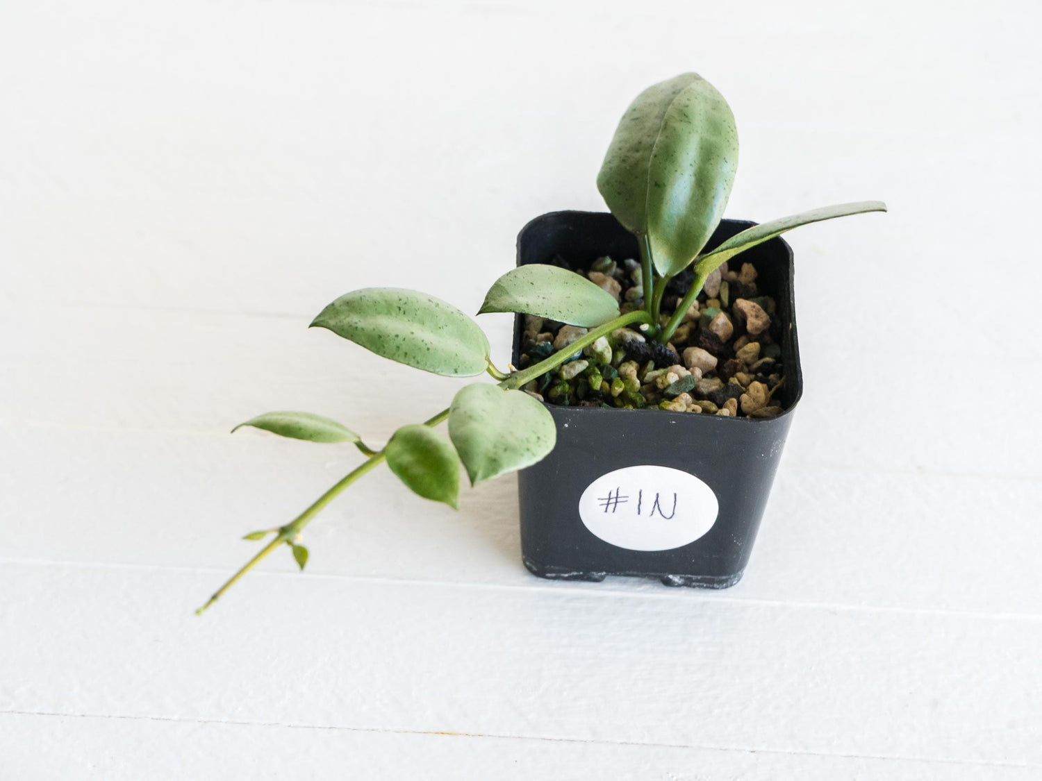 Hoya lacunosa 'Silver Mint Coin' | 2-Inch