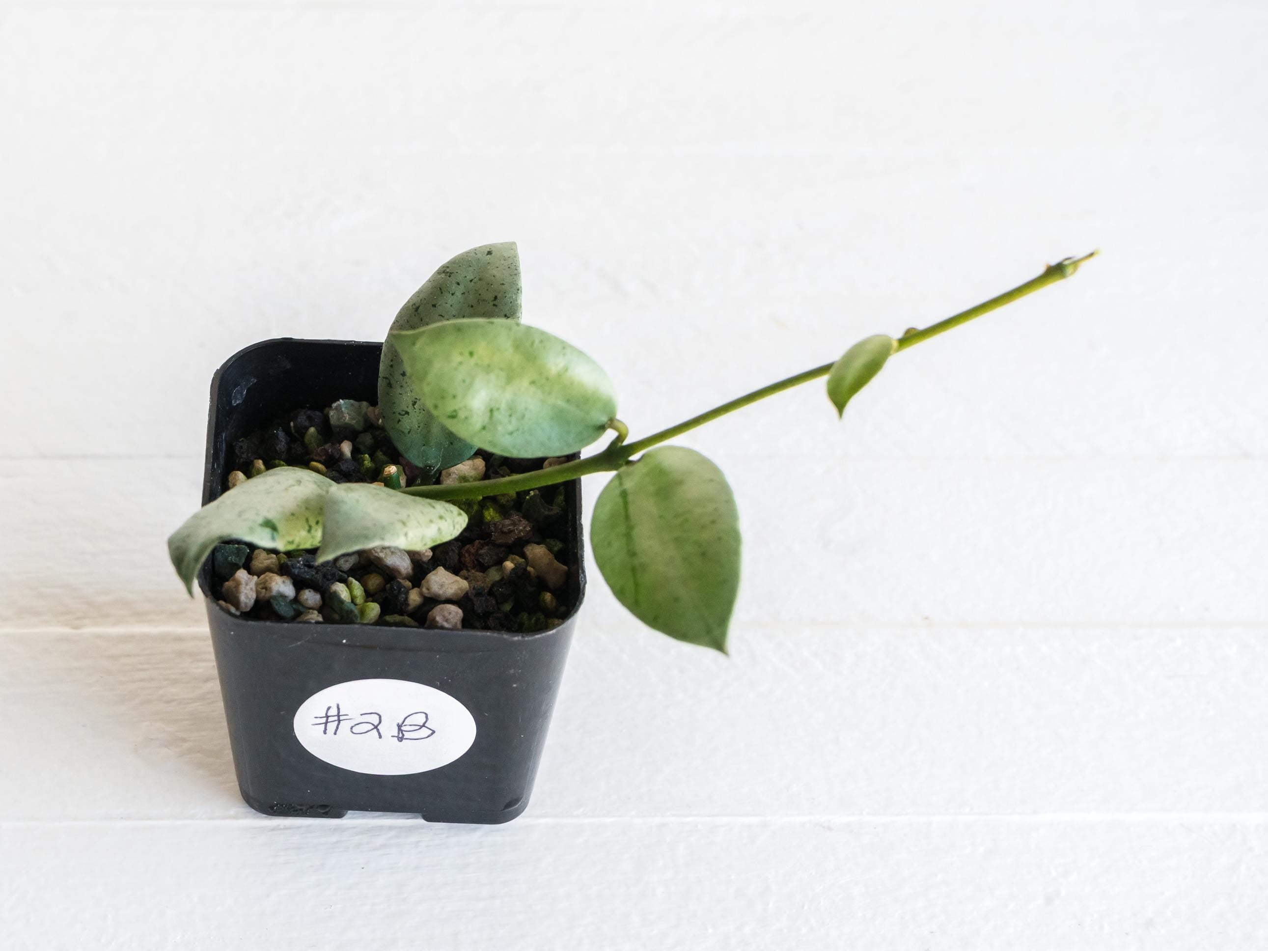 Hoya lacunosa 'Silver Mint Coin' | 2-Inch – Hoya Treasures