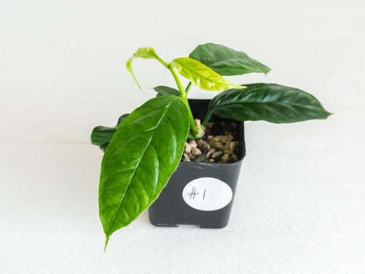 Hoya decipulae (Outer Variegated/Albo) | 2-Inch