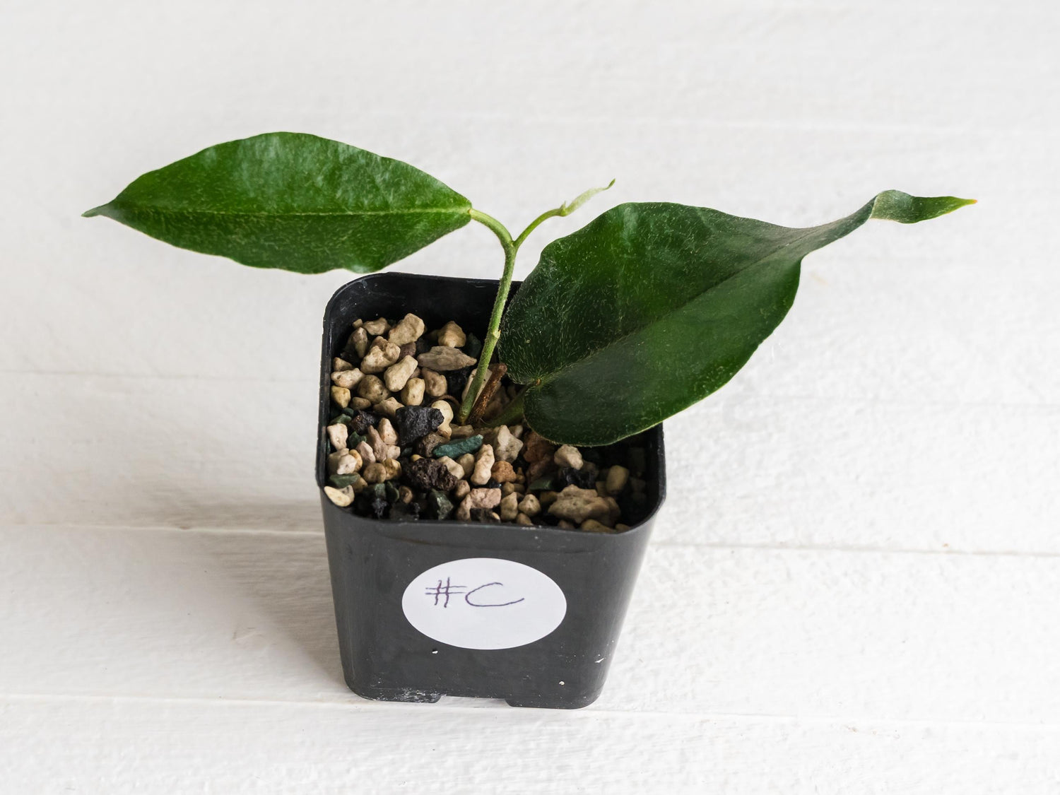 Hoya versteegii | 2-Inch