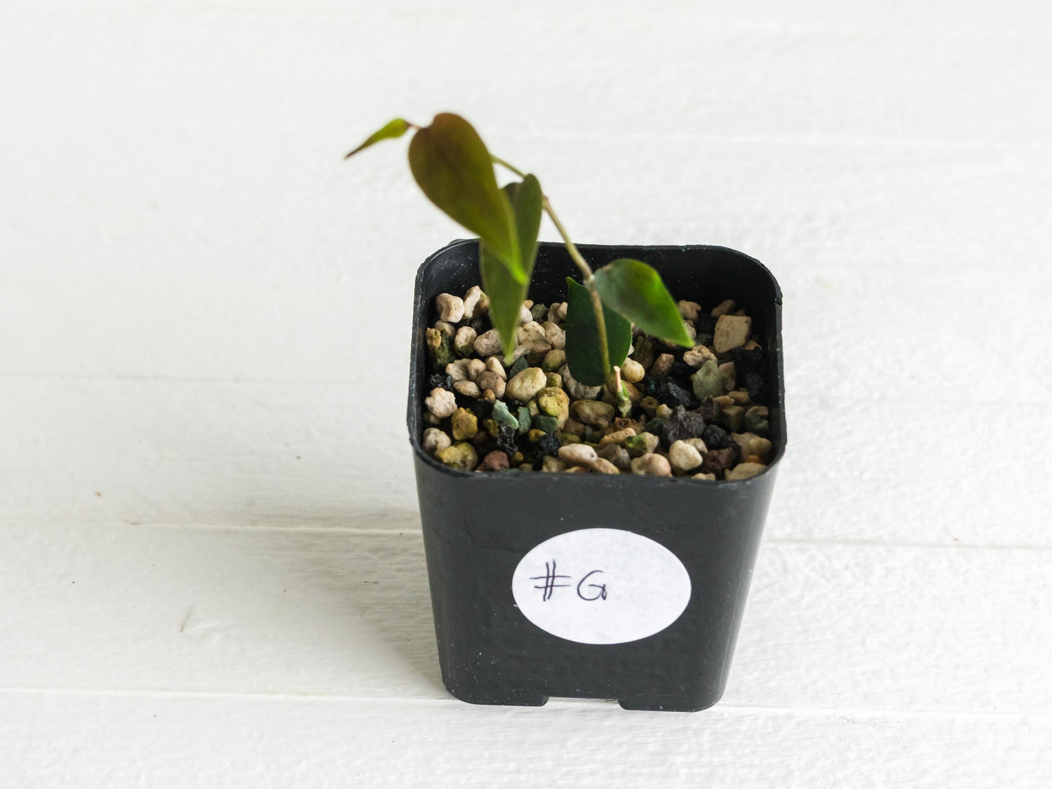 Hoya carrii (NS13-064) | 2-Inch