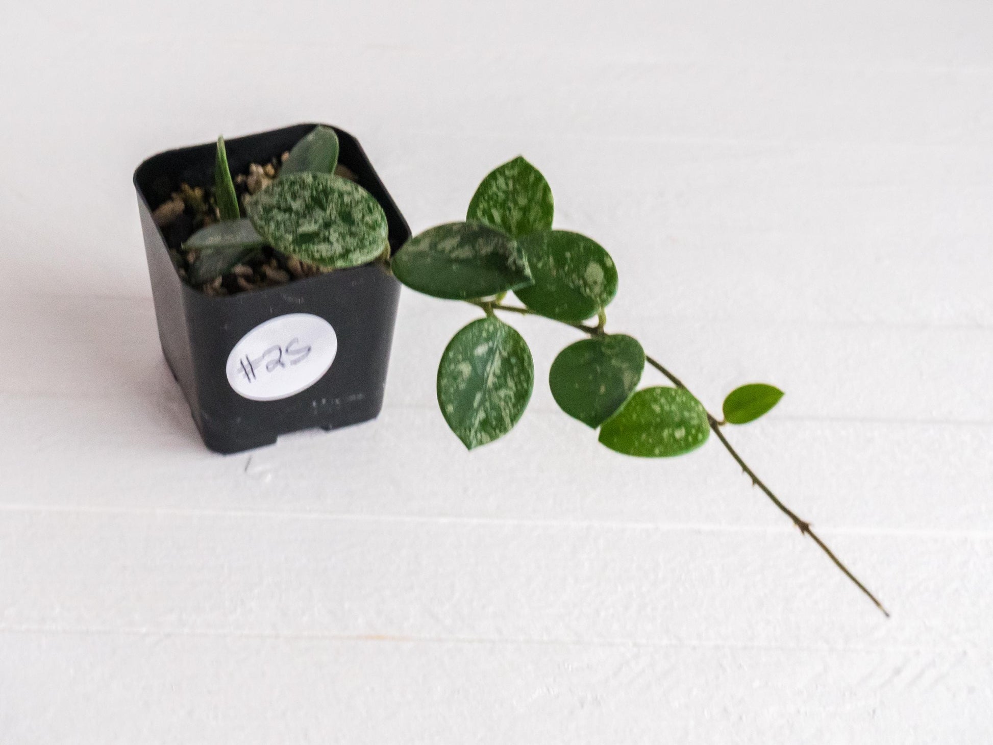 Hoya 'Mathilde' (Splash) | 2-Inch