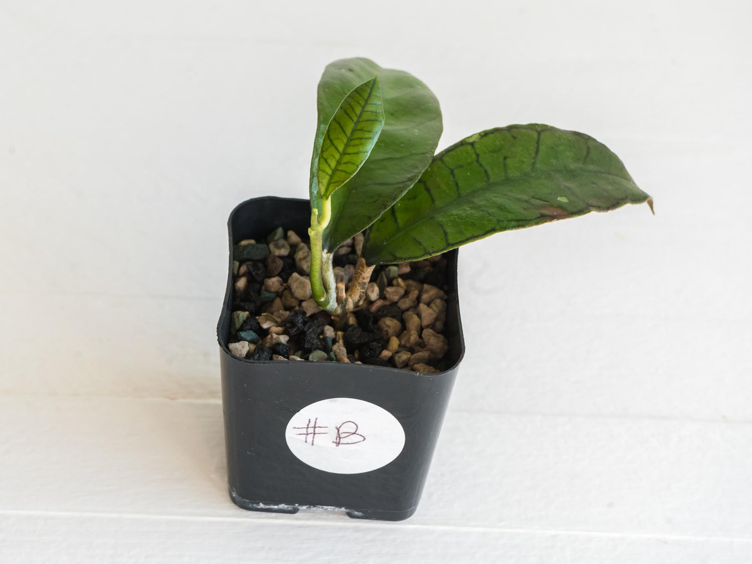 Hoya gunung gading | 2-Inch