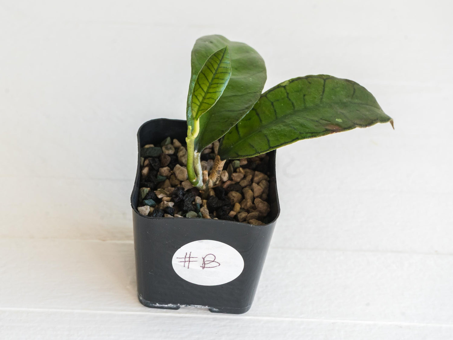 Hoya gunung gading | 2-Inch