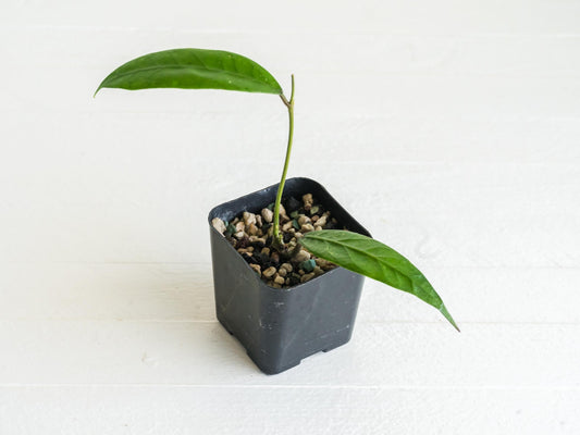 Hoya Palok Mountain SS002 | 2-Inch