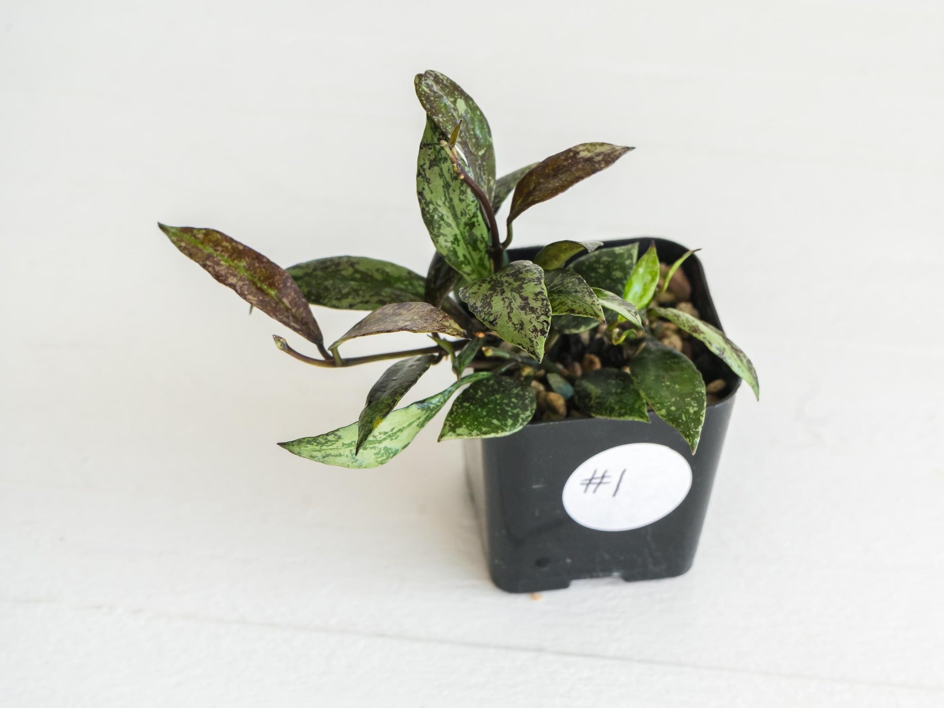 Hoya lacunosa ‘Royal Flush’ | 2-Inch