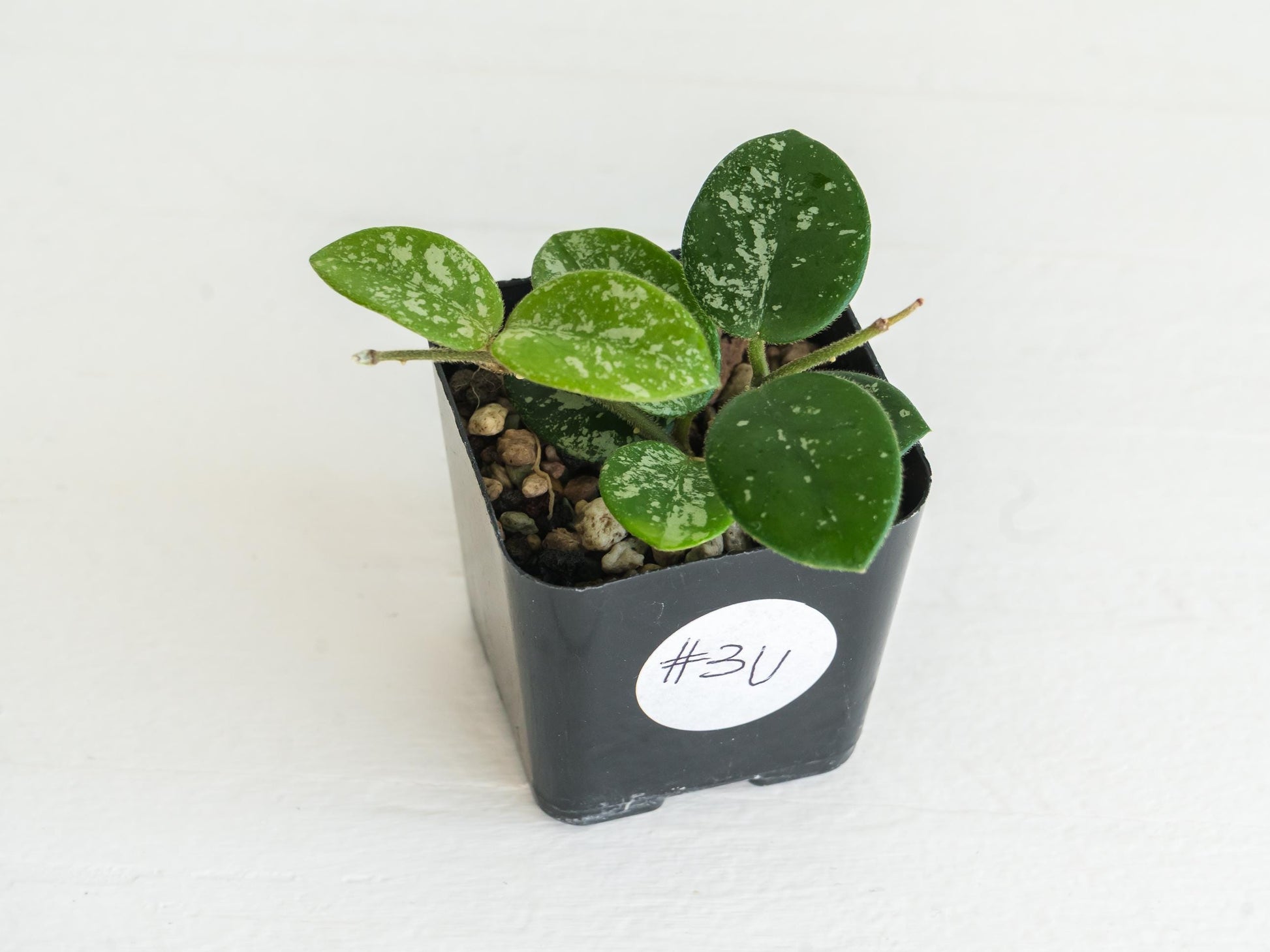 Hoya 'Mathilde' (Splash) | 2-Inch