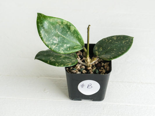 Hoya 'Neon Pink' (DMW-001-N) [verticillata (fka. wibergiae) x unknown] | 2-Inch