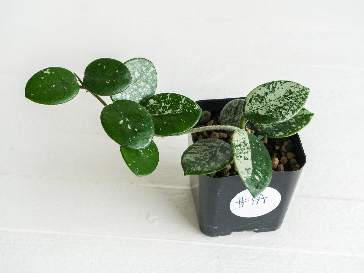 Hoya 'Mathilde' (Splash) | 2-Inch