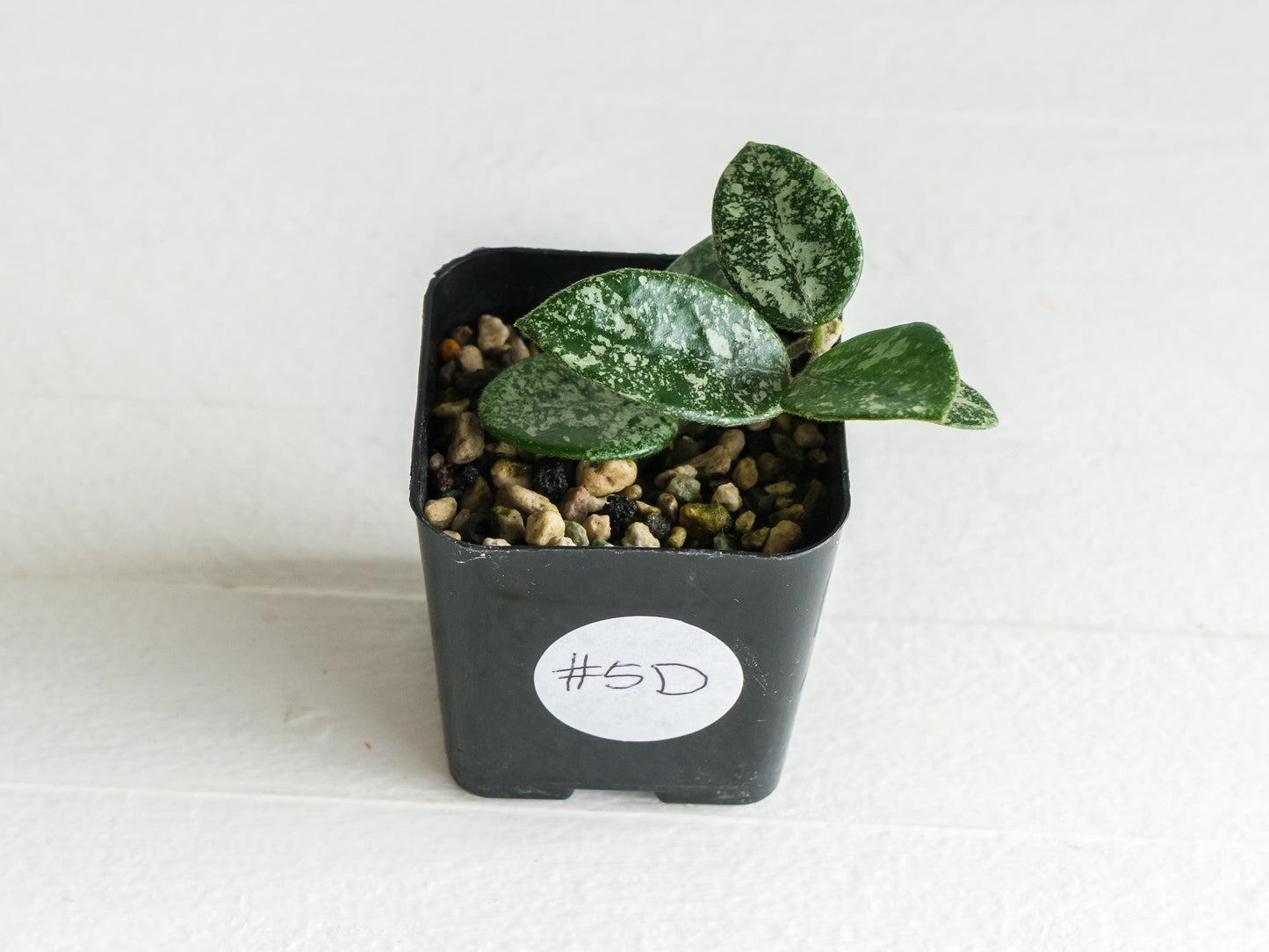 Hoya 'Mathilde' (Splash) | 2-Inch