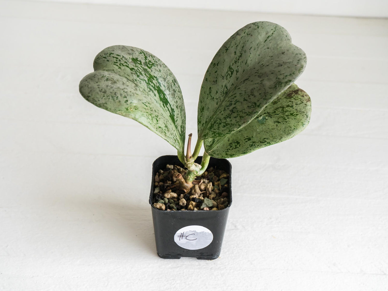 Hoya chiang dao (Silver) | 2-Inch