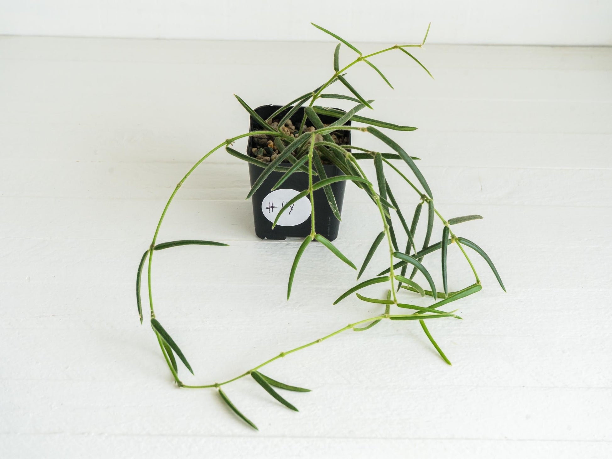 Hoya linearis | 2-Inch
