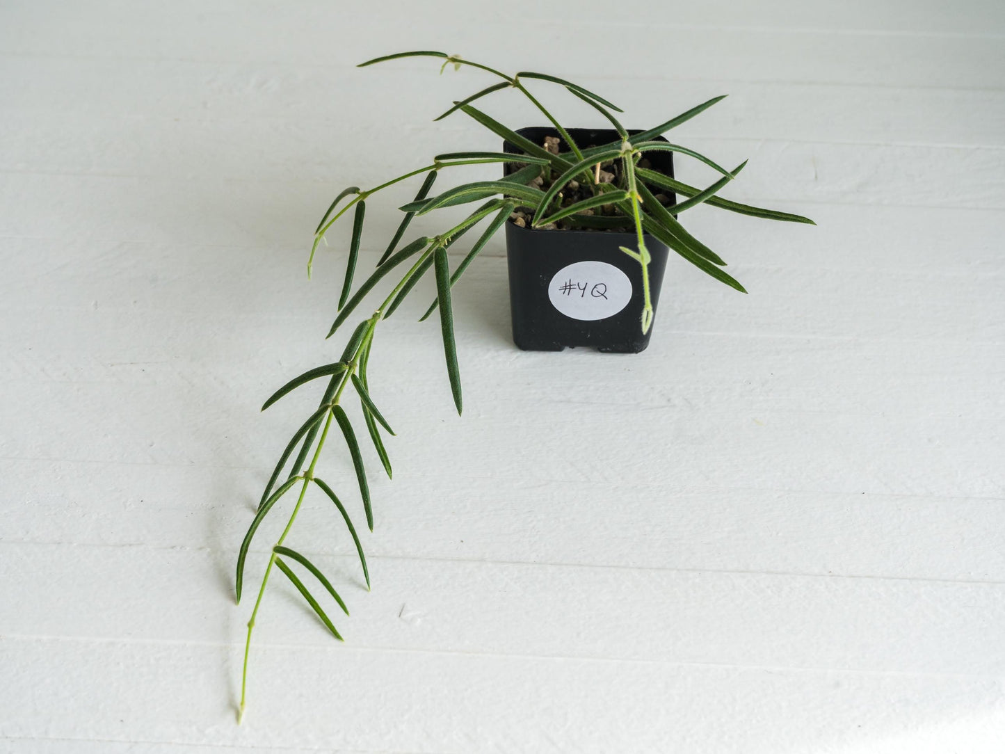 Hoya linearis | 2-Inch