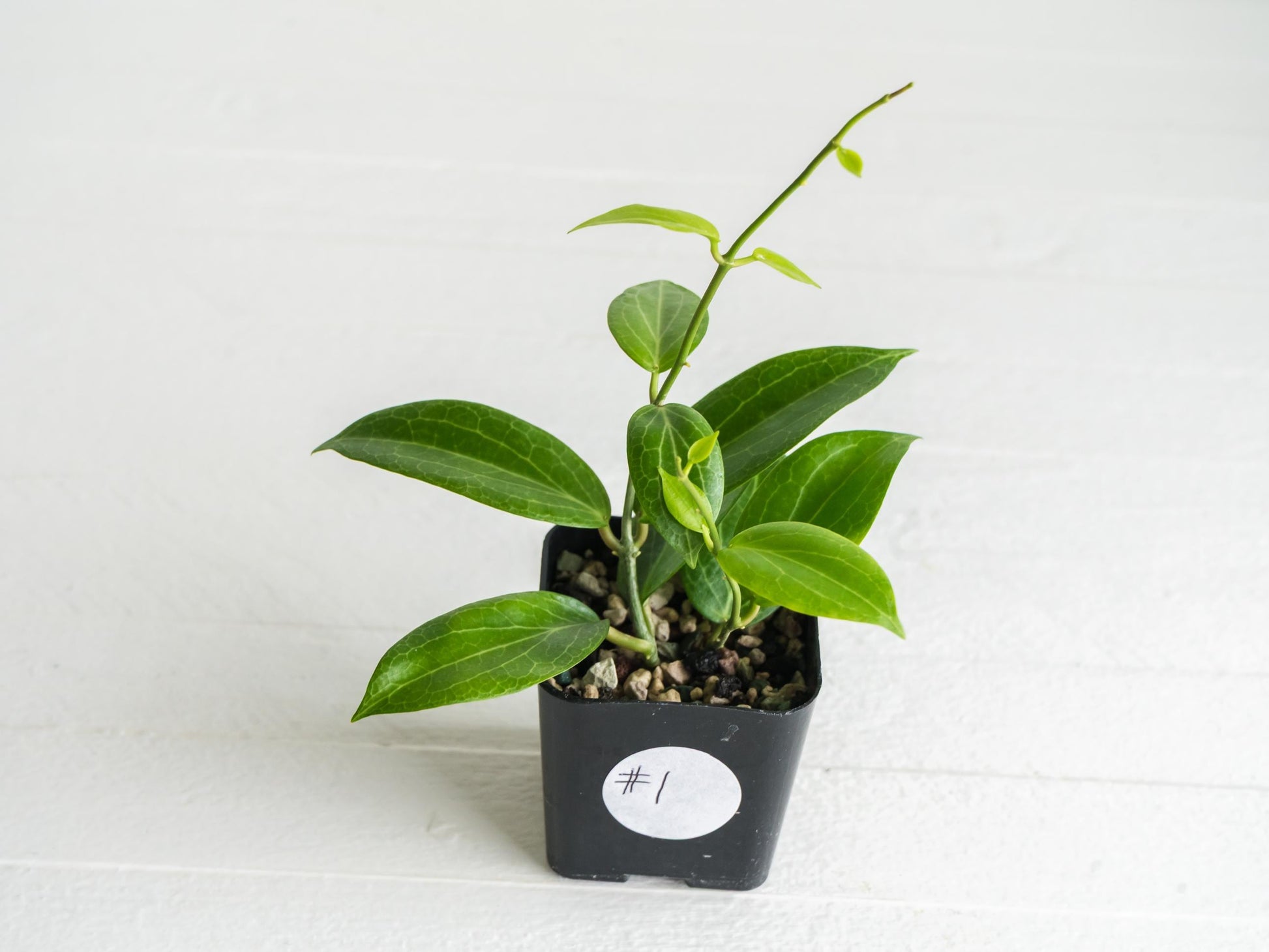 Hoya fitchii (Orange Flower) | 2-Inch