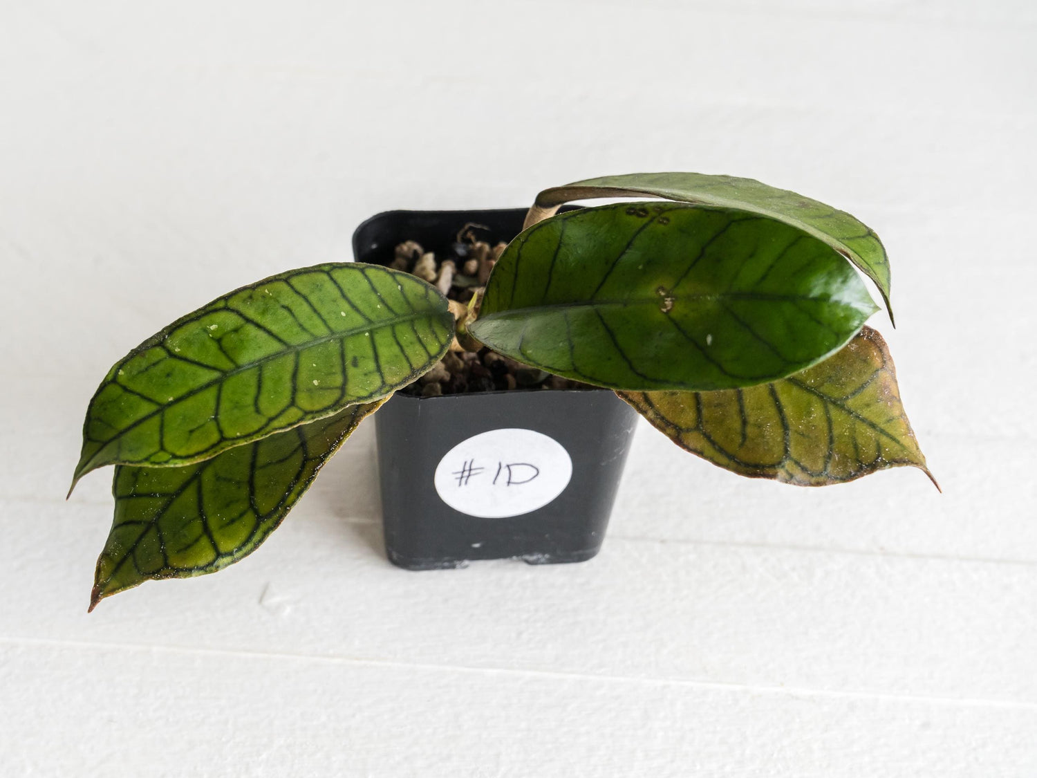 Hoya gunung gading | 2-Inch