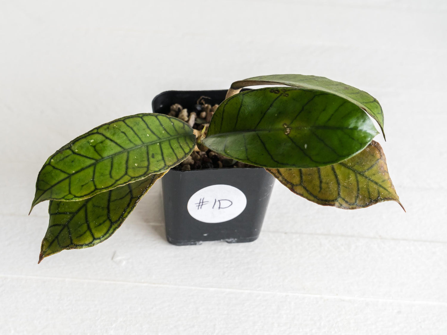 Hoya gunung gading | 2-Inch