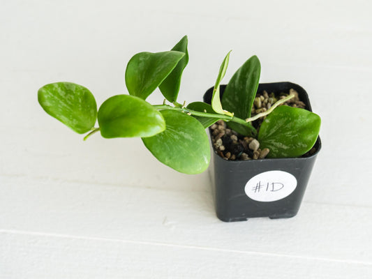 Hoya collina (IR-26) | 2-Inch