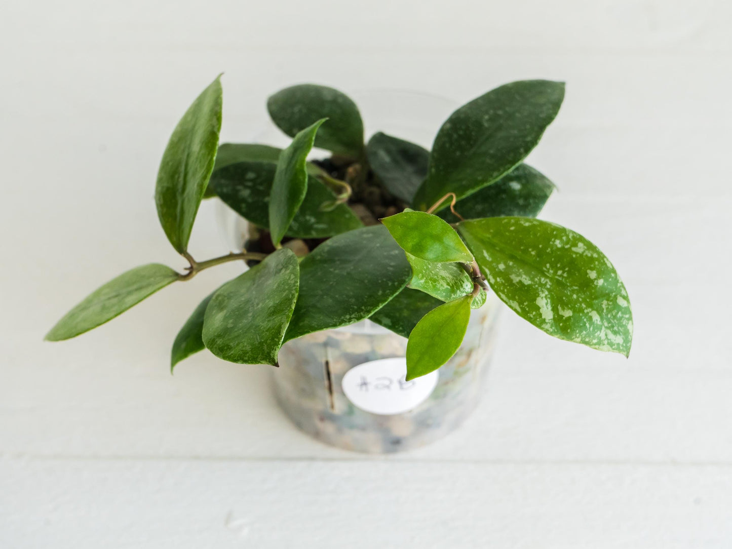 Hoya walliniana (Splash) | 3-Inch