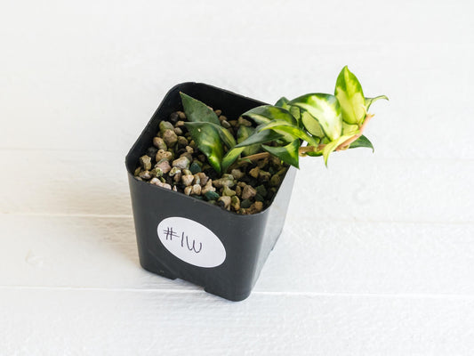 Hoya lacunosa 'Tricolor Bruno' | 2-Inch