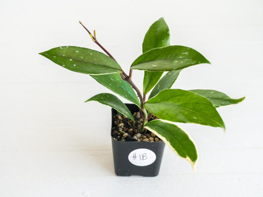 Hoya pubicalyx (Albo, Low Splash) | 2-Inch