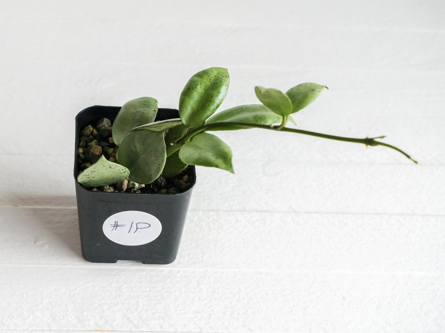 Hoya lacunosa 'Silver Mint Coin' | 2-Inch