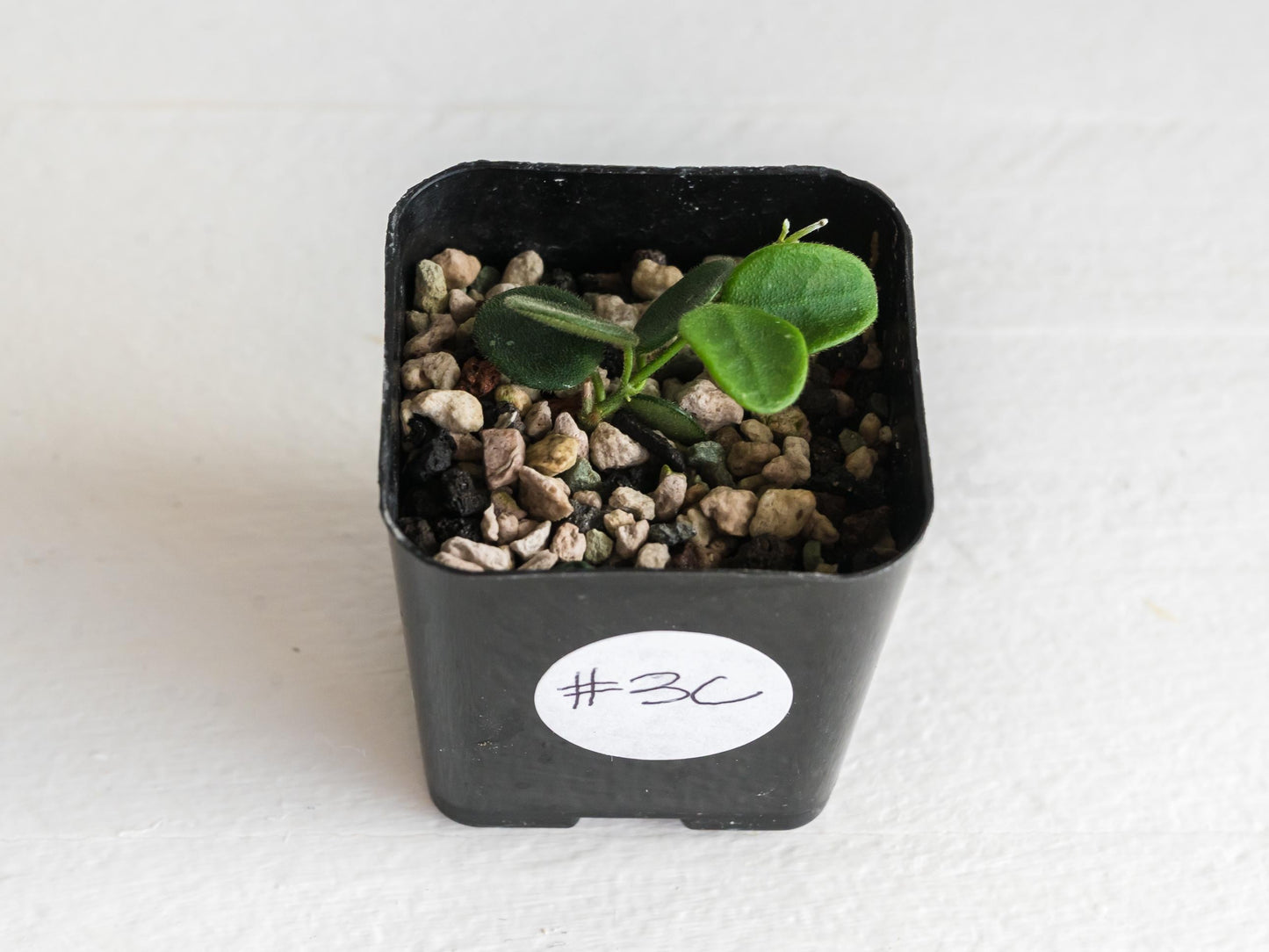 Hoya tengchongensis | 2-Inch