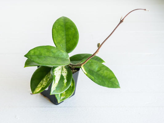 Reverted Hoya carnosa 'Madara Green Edge' | 2-Inch