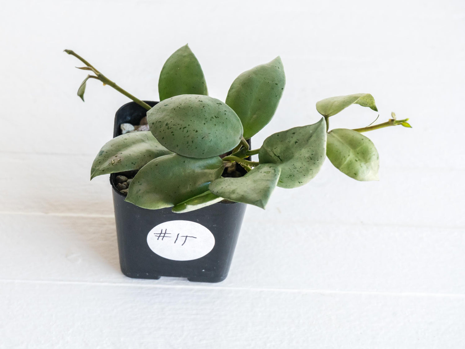 Hoya lacunosa 'Silver Mint Coin' | 2-Inch