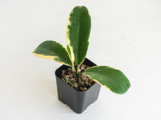Hoya easo daklak | 2-Inch