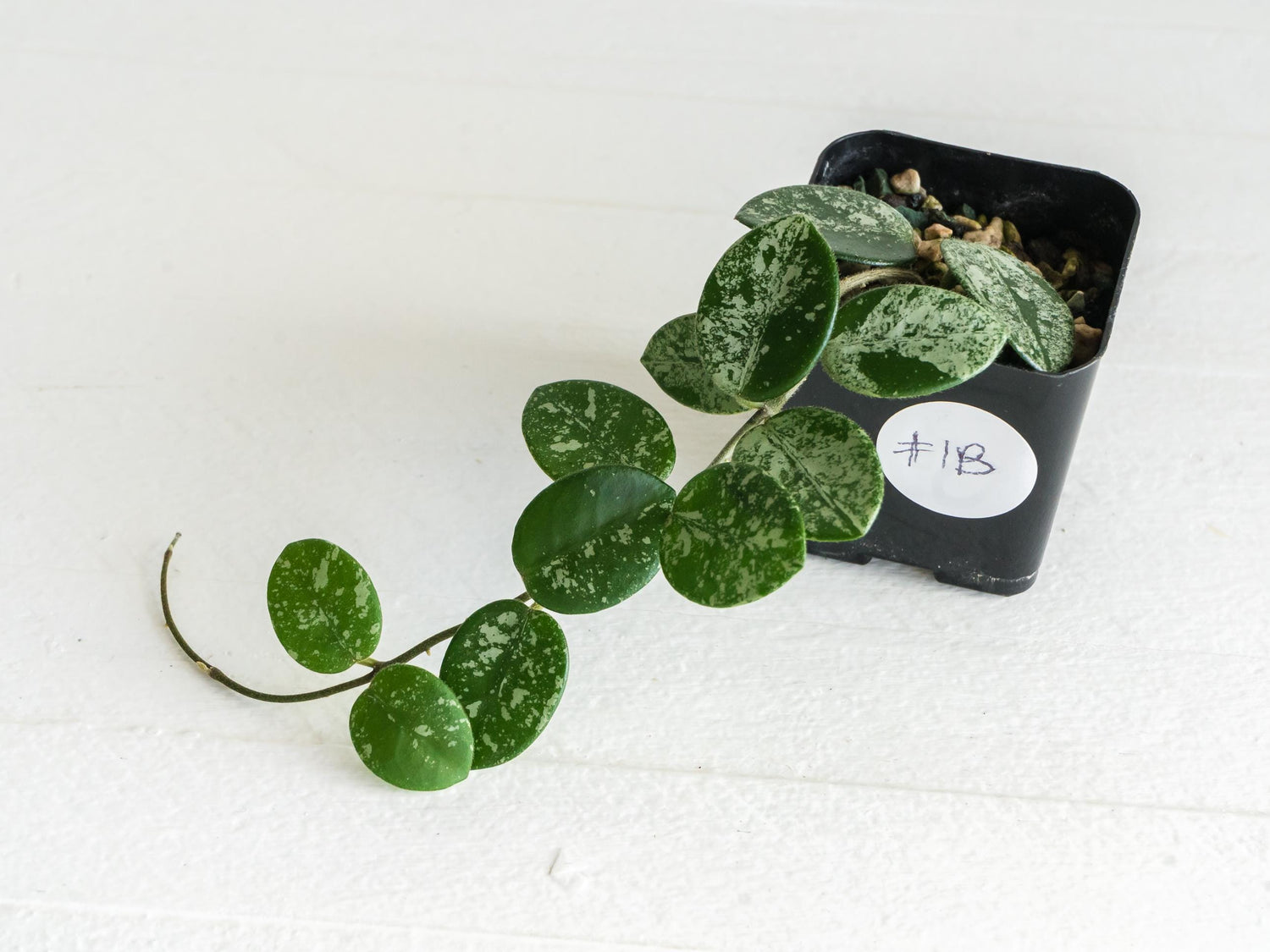 Hoya 'Mathilde' (Splash) | 2-Inch