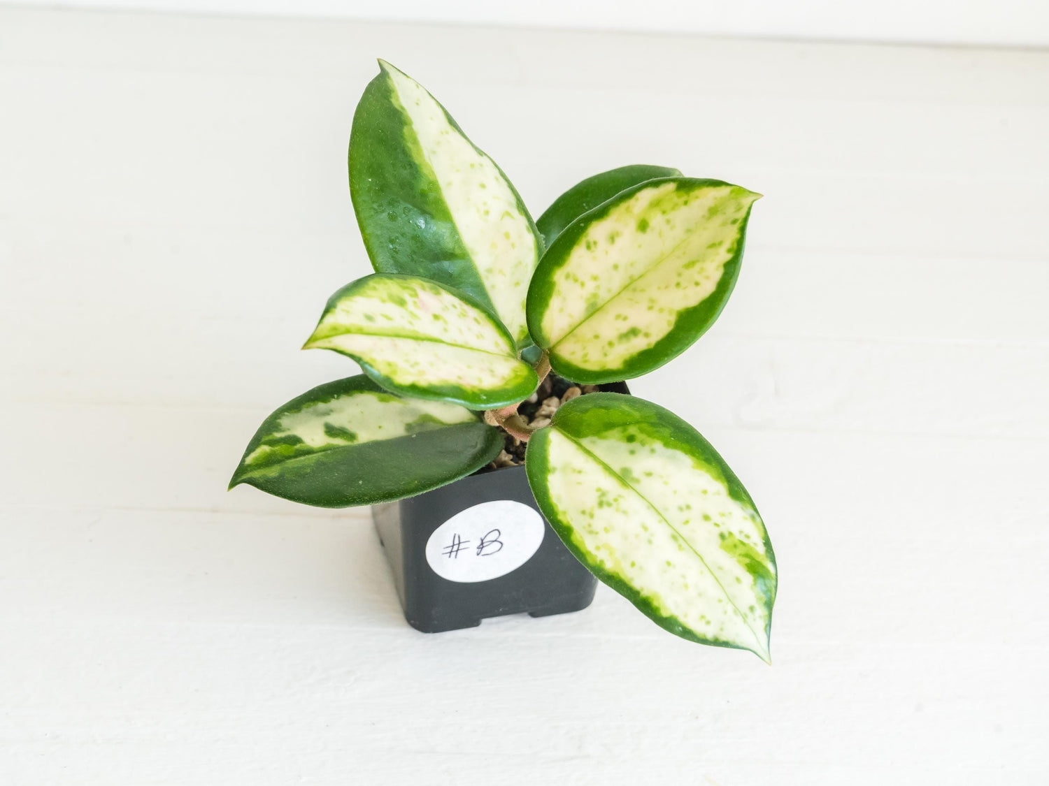 Hoya carnosa 'Madara Green Edge' | 2-Inch