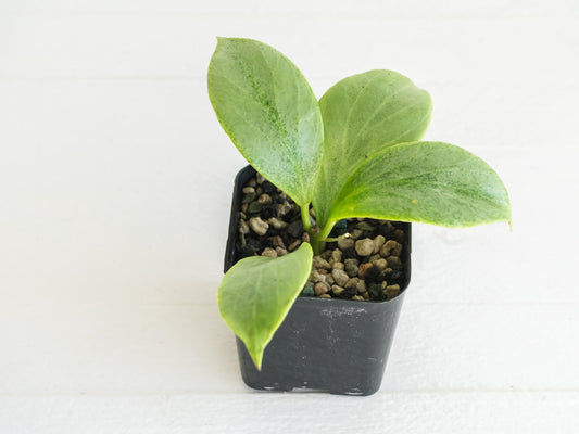 Hoya 'Rowena' (Hoya 'Sunrise' x obovata) | 2-Inch