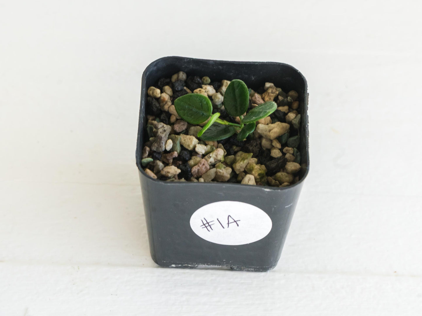 Hoya tengchongensis | 2-Inch