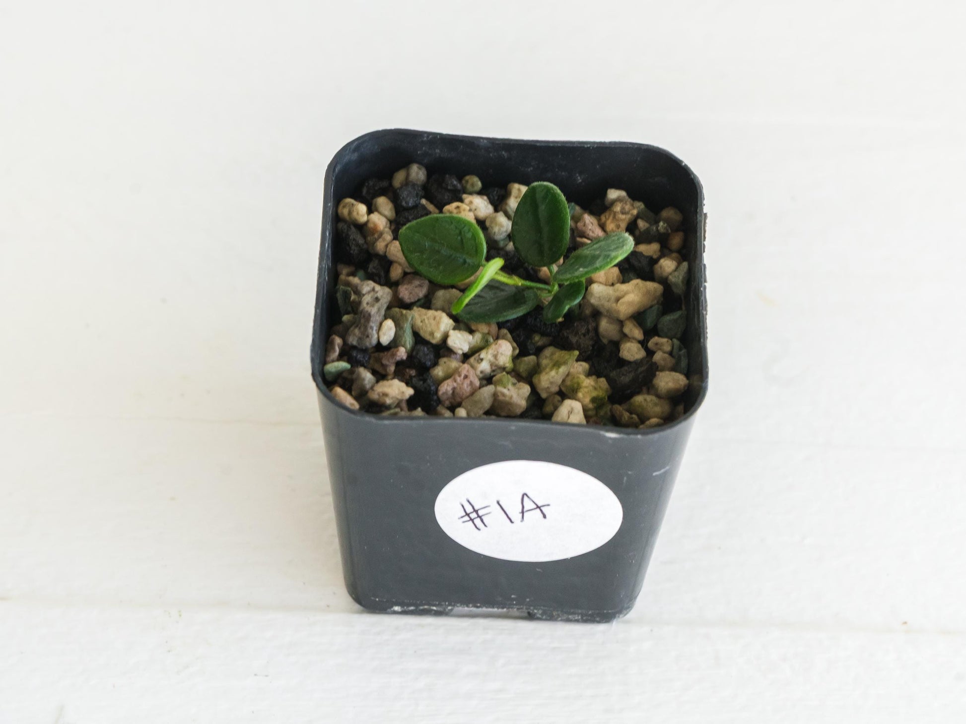 Hoya tengchongensis | 2-Inch