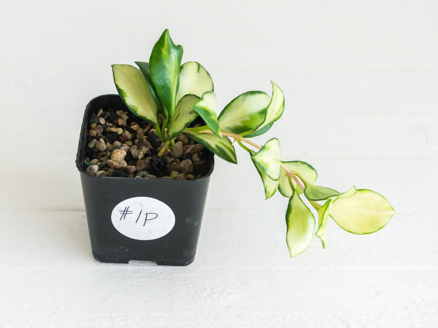 Hoya heuschkeliana (Inner Variegated)| 2-Inch