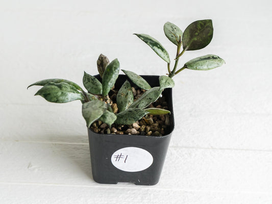 Hoya krohniana 'Super Silver Black' | 2-Inch