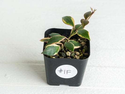 Hoya bakoensis (Outer Variegated - Albo) | 2-Inch