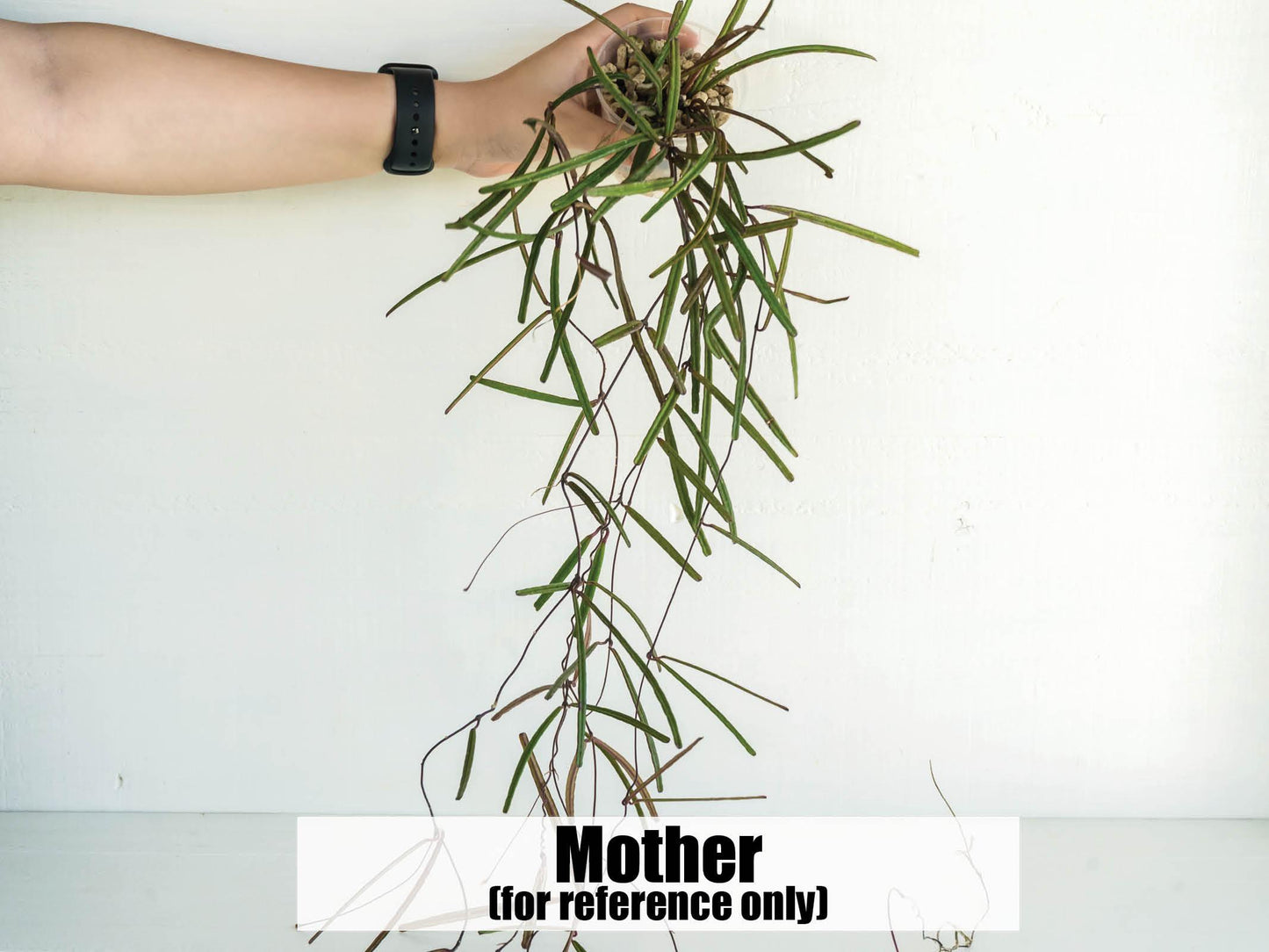 Hoya insularis | 2-Inch